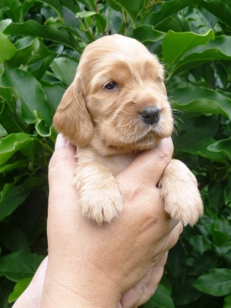 23 - 4.pejsek (fialová).JPG